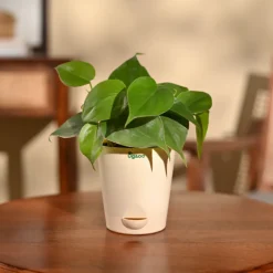 Philodendron Oxycardium Green Plant