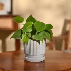 Philodendron Oxycardium Green Plant