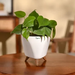 Philodendron Oxycardium Green Plant