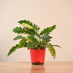 Philodendron Ring of Fire Variegated