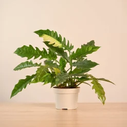 Philodendron Ring of Fire Variegated