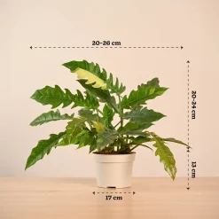 Philodendron Ring of Fire Variegated
