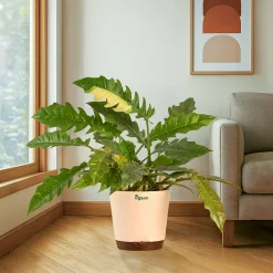 Philodendron Ring of Fire Variegated