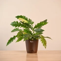 Philodendron Ring of Fire Variegated