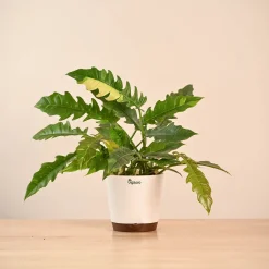 Philodendron Ring of Fire Variegated