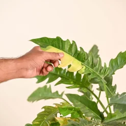 Philodendron Ring of Fire Variegated