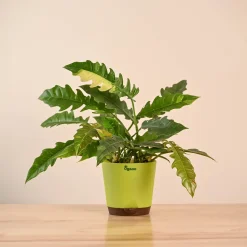 Philodendron Ring of Fire Variegated