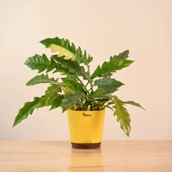 Philodendron Ring of Fire Variegated