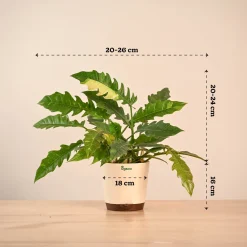 Philodendron Ring of Fire Variegated