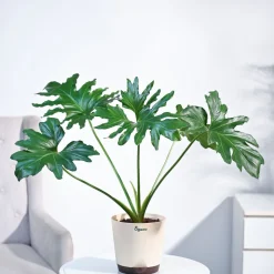 Philodendron Selloum Green Plant