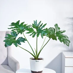 Philodendron Selloum Green Plant