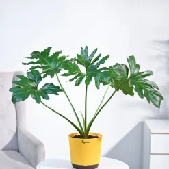 Philodendron Selloum Green Plant