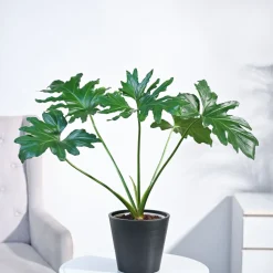 Philodendron Selloum Green Plant