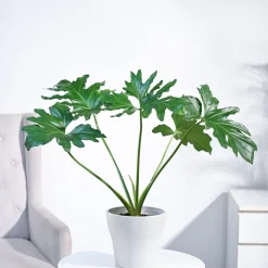 Philodendron Selloum Green Plant