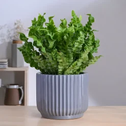 Phoenix Ceramic Pot (9.5 Inch Diameter)