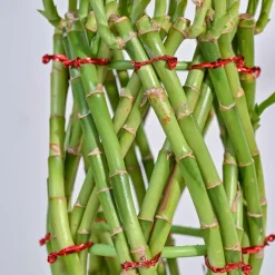 Pineapple Lucky Bamboo Plant