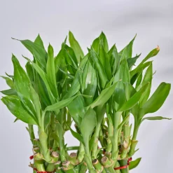 Pineapple Lucky Bamboo Plant