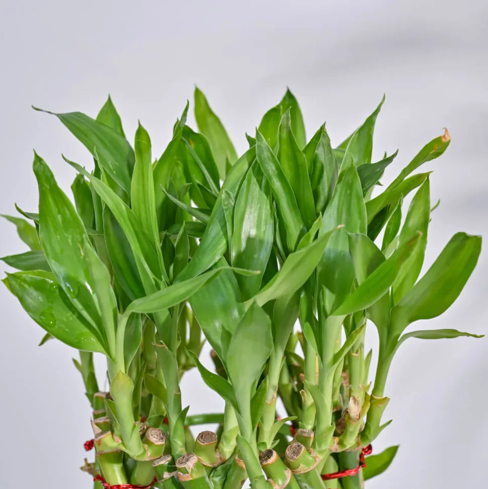 Pineapple Lucky Bamboo Plant