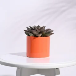 Pipe Ceramic Pot (3.8 Inch Diameter)