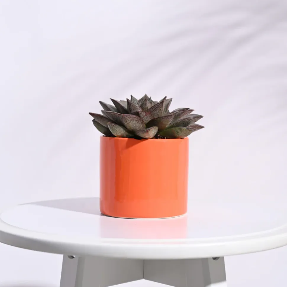 Pipe Ceramic Pot (3.8 Inch Diameter)