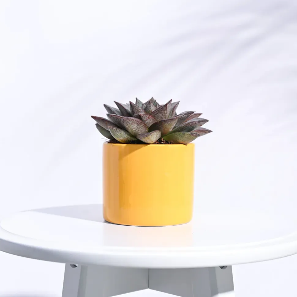 Pipe Ceramic Pot (3.8 Inch Diameter)