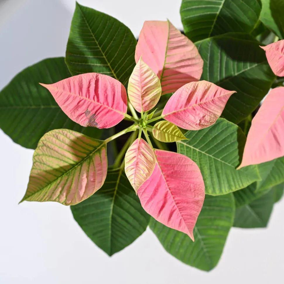 Poinsettia Pink Plant with Oslo Planter
