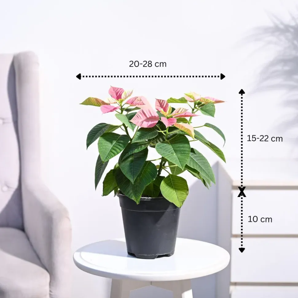 Poinsettia Pink Plant with Oslo Planter