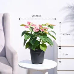 Poinsettia Pink Plant with Oslo Planter