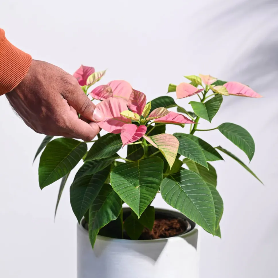 Poinsettia Pink Plant with Oslo Planter