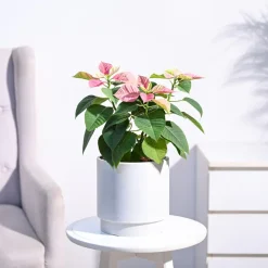 Poinsettia Pink Plant with Oslo Planter