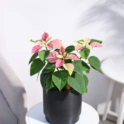 Poinsettia Pink Plant with Oslo Planter