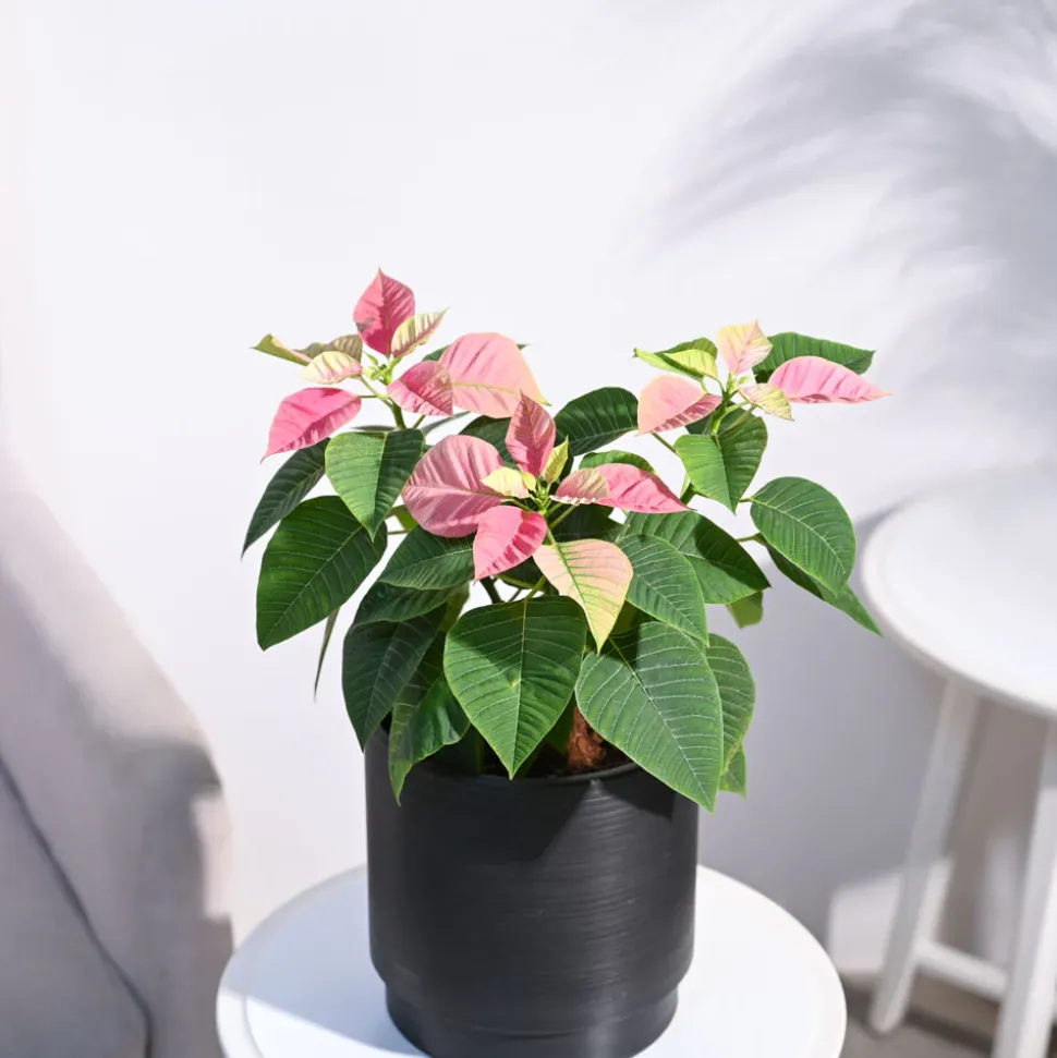 Poinsettia Pink Plant with Oslo Planter