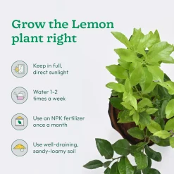 Pomegranate and Lemon Plant Combo with Grow Bag