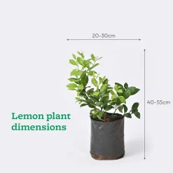 Pomegranate, Lemon, Guava - Combo of 3 Fruit Plants with Grow Bag