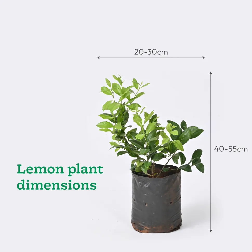 Pomegranate, Lemon, Guava - Combo of 3 Fruit Plants with Grow Bag