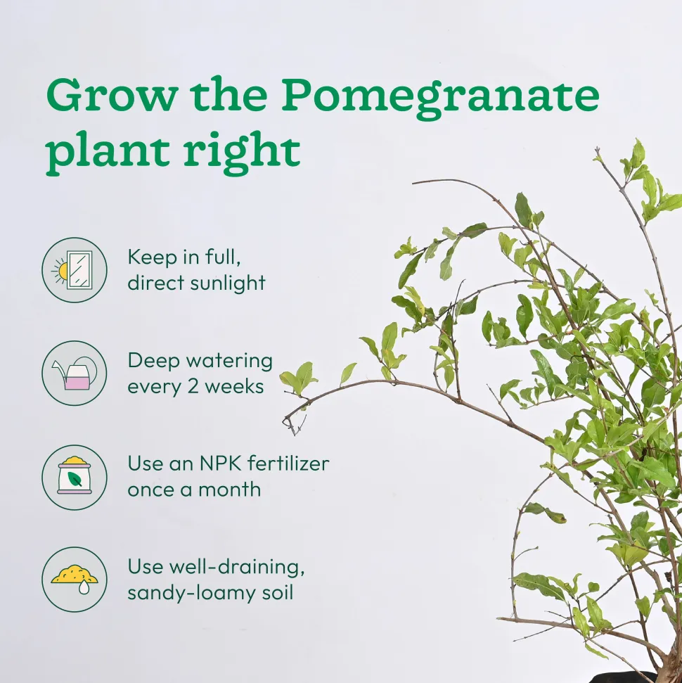 Pomegranate, Lemon, Guava - Combo of 3 Fruit Plants with Grow Bag