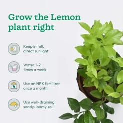 Pomegranate, Lemon, Guava - Combo of 3 Fruit Plants with Grow Bag