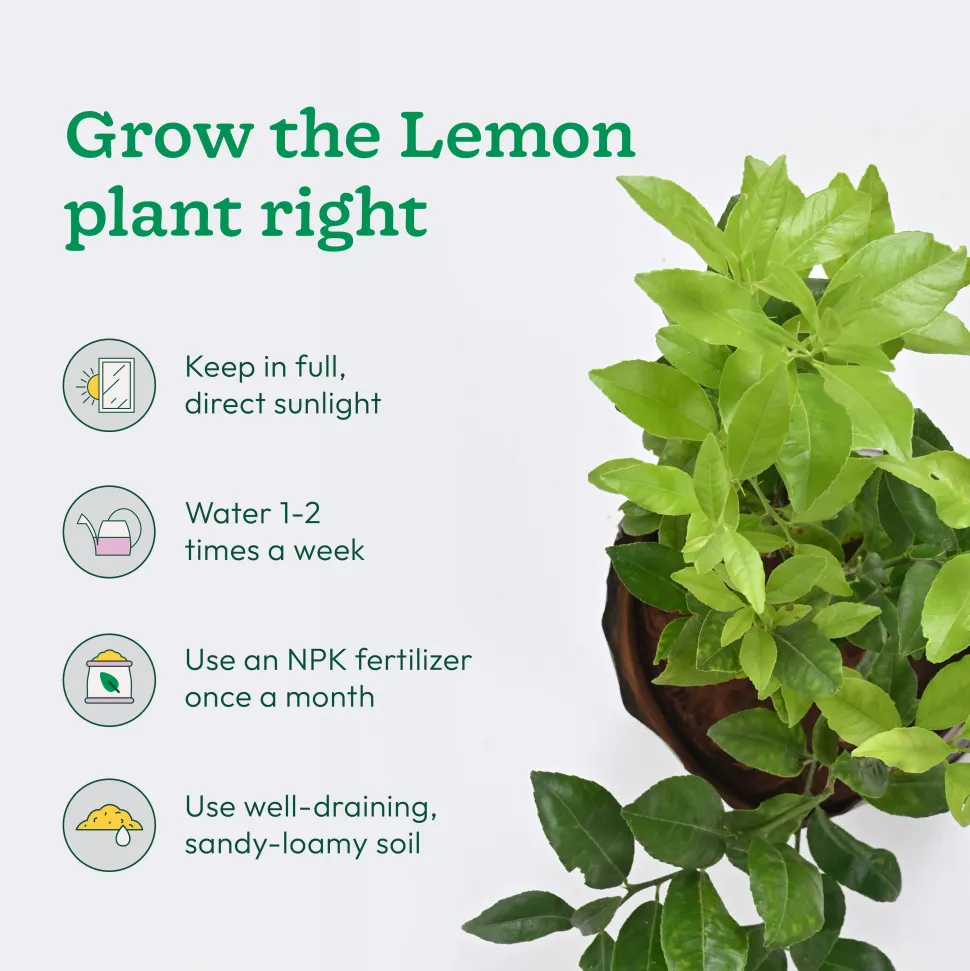 Pomegranate, Lemon, Guava - Combo of 3 Fruit Plants with Grow Bag