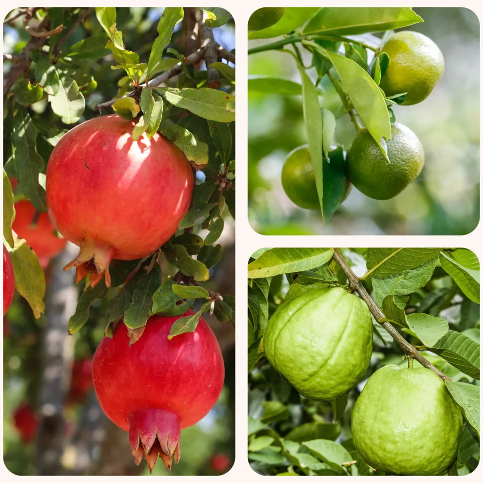 Pomegranate, Lemon, Guava - Combo of 3 Fruit Plants with Grow Bag