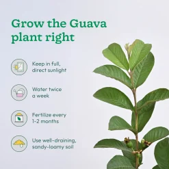 Pomegranate, Lemon, Guava - Combo of 3 Fruit Plants with Grow Bag