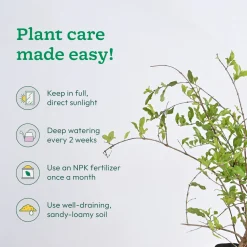 Pomegranate Plant with Grow Bag