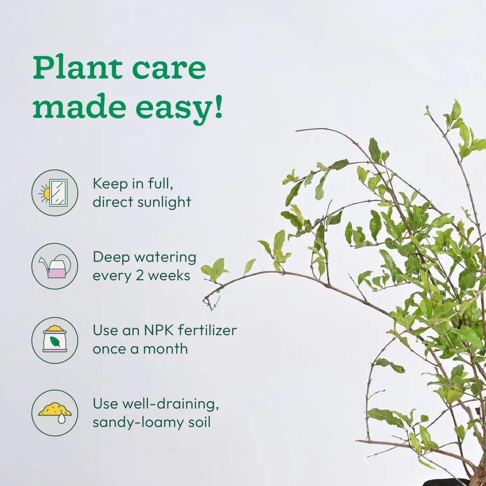 Pomegranate Plant with Grow Bag