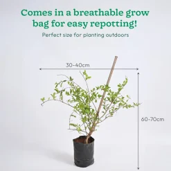 Pomegranate Plant with Grow Bag