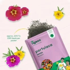 Portulaca Mix Seeds