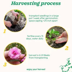 Portulaca Mix Seeds