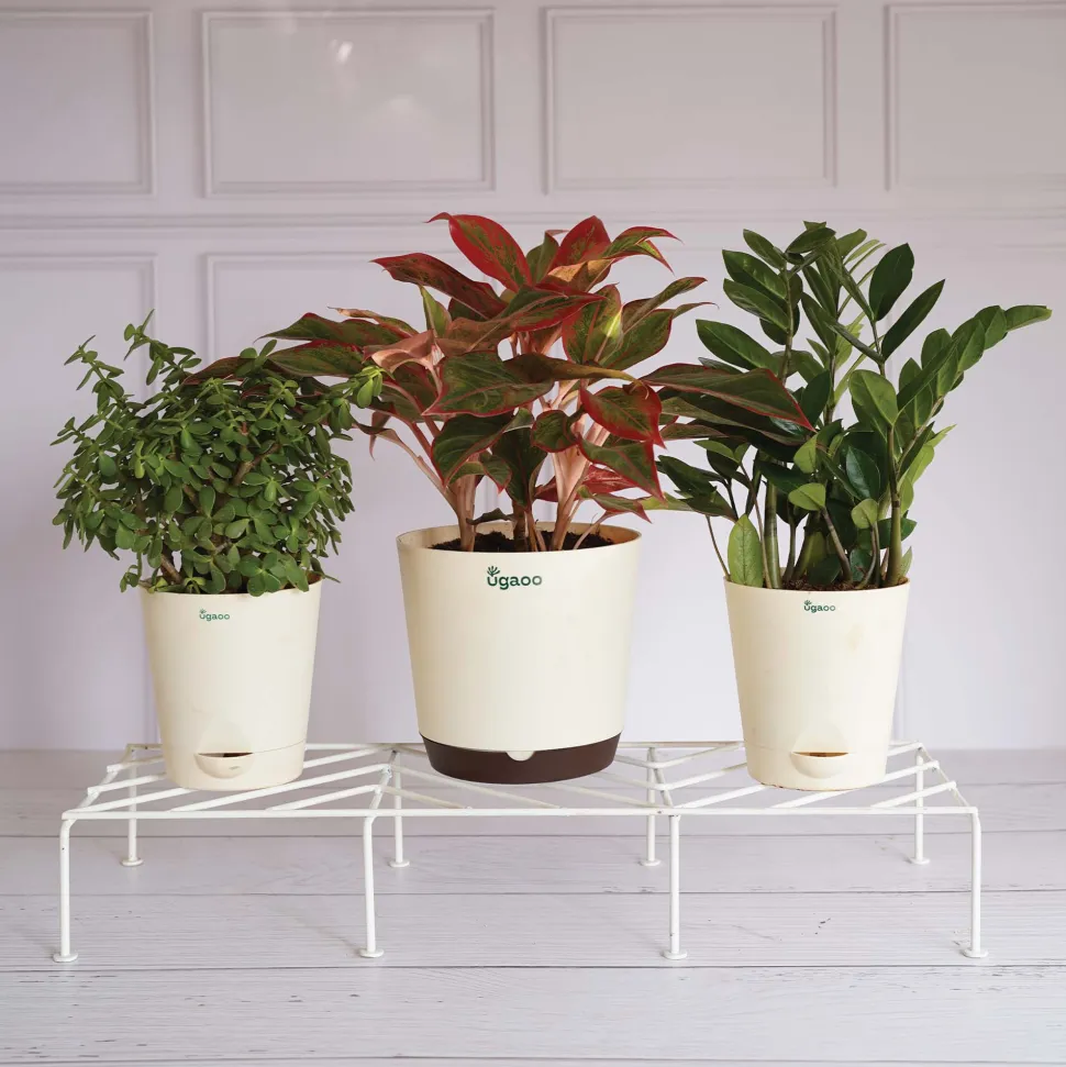 Premium Plants Stand