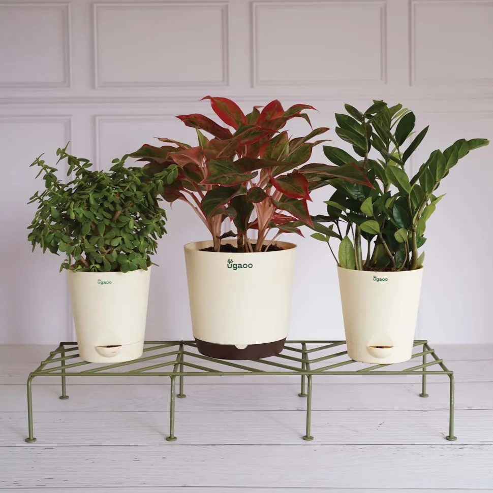 Premium Plants Stand