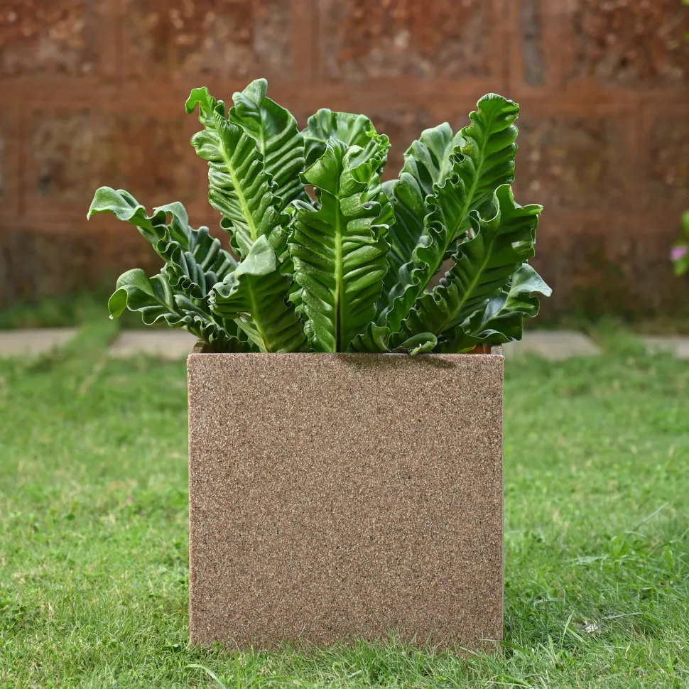 Qubec Planter