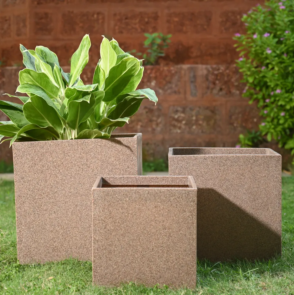 Qubec Planter