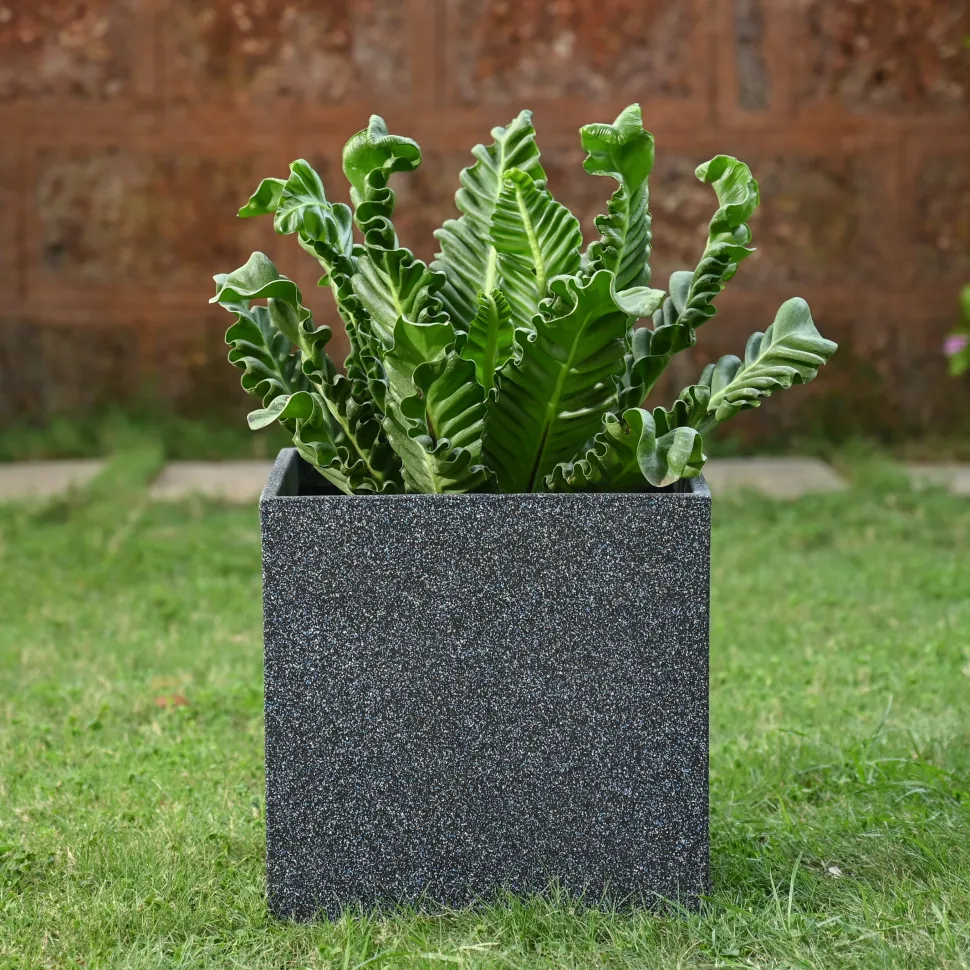 Qubec Planter